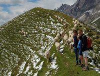 Followed by Sheep